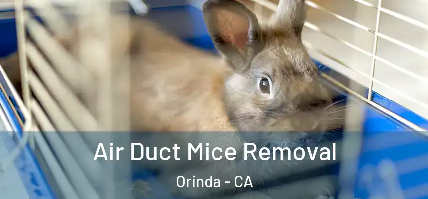  Air Duct Mice Removal Orinda - CA